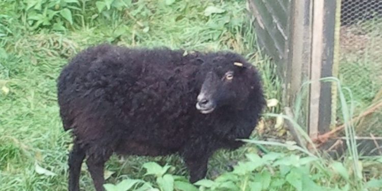 Zwart schaap gevonden 