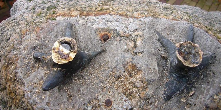 HoltensNieuws.nl Korhoen gevlogen Korhoen gevlogen gemeente