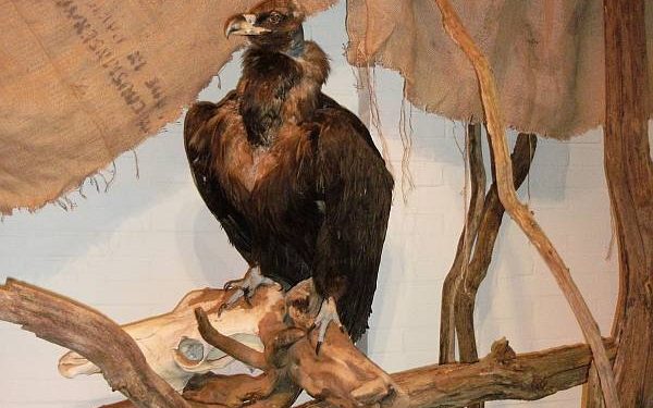 Roofvogelprijsvraag bij Natuurdiorama Holterberg natuurdiorama 