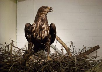 Kom in actie voor de rivierdolfijn! natuurdiorama 