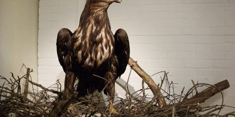 Pittige vragen bij Roofvogelprijsvraag natuurdiorama 