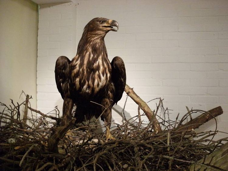 Pittige vragen bij Roofvogelprijsvraag natuurdiorama 