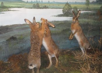 Kom in actie voor de rivierdolfijn! natuurdiorama 