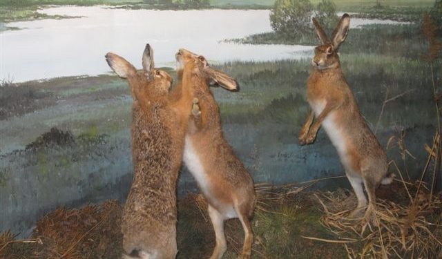Poppenkast, bomen, verhalen en duizend dieren natuurdiorama 