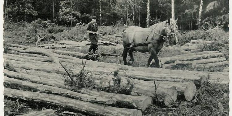 Geweldenaren aan het werk natuurdiorama 