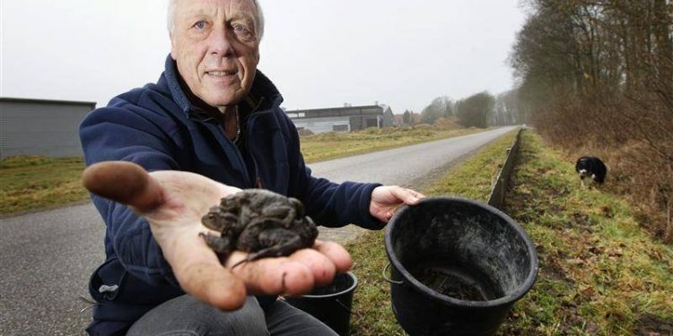 HoltensNieuws.nl We helpen de pad veilig naar ’t water We helpen de pad veilig naar ’t water dijkerhoek