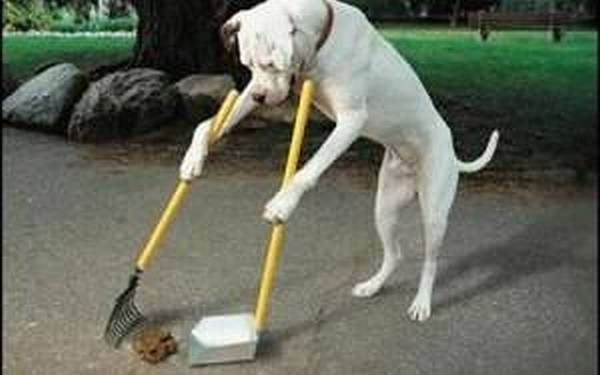 HoltensNieuws.nl Schepje of zakje verplicht bij uitlaten van de hond   Schepje of zakje verplicht bij uitlaten van de hond politie gemeente