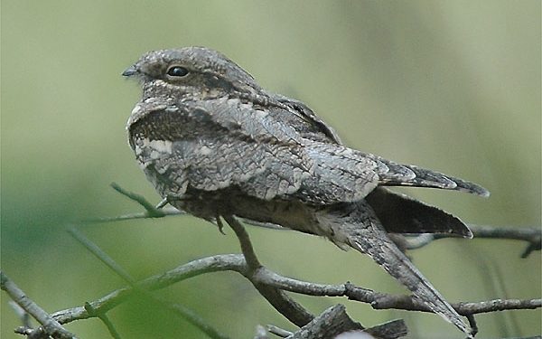 Nachtzwaluwwandeltocht natuurdiorama 