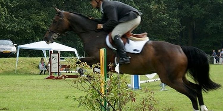 Hemelvaartconcours pony's en paardendressuur op zondag 