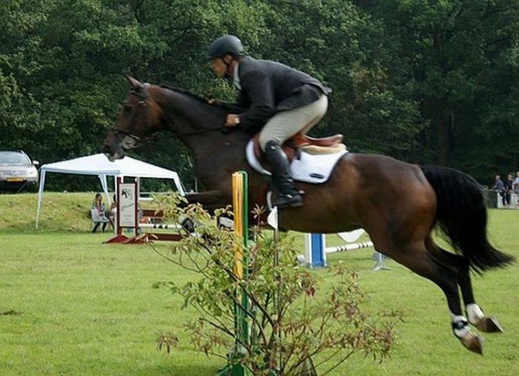 Hemelvaartconcours pony's en paardendressuur op zondag 