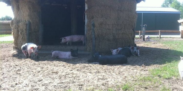 HoltensNieuws.nl Modeshow tussen de varkens tijdens open dag Piggy’s Palace op 30 juni Modeshow tussen de varkens tijdens open dag Piggy’s Palace op 30 juni