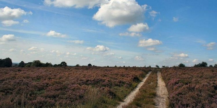 HoltensNieuws.nl Wandelen met Jan Kiewit over de Holterberg Wandelen met Jan Kiewit over de Holterberg natuurdiorama