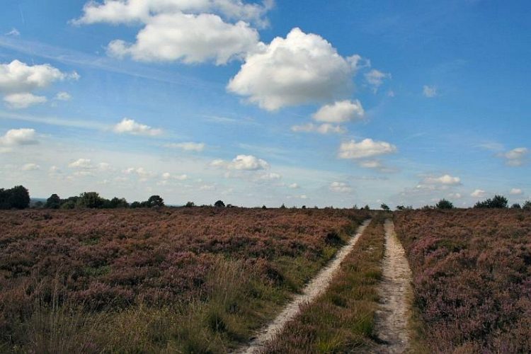 Wandelen met Jan Kiewit over de Holterberg natuurdiorama 