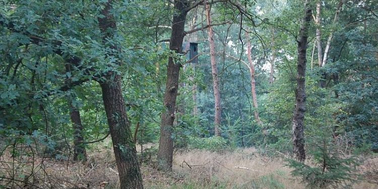 HoltensNieuws.nl Avondwandeling, het donker tegemoet Avondwandeling, het donker tegemoet natuurdiorama