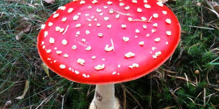 HoltensNieuws.nl Herfstwandeling rood met witte stippen Herfstwandeling rood met witte stippen