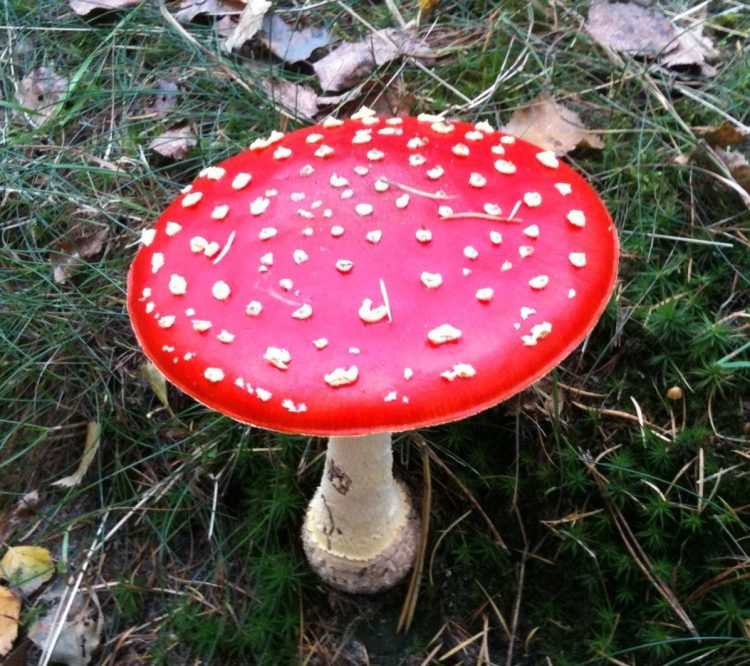 Herfstwandeling rood met witte stippen 