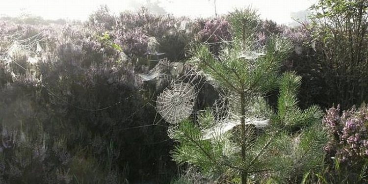 HoltensNieuws.nl Herfstwandeling over de Holterberg Herfstwandeling over de Holterberg