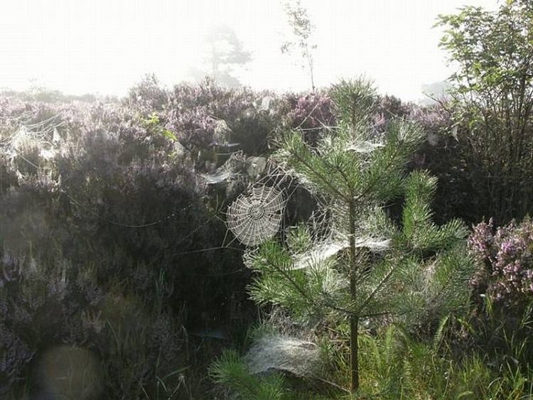 Herfstwandeling over de Holterberg 