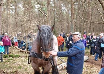 Tweede Kerstdag: Midwinterhoorn op het Holterbergplein natuurdiorama 