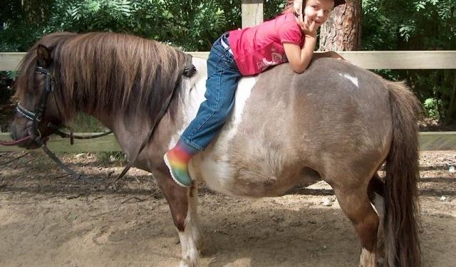 Start van het seizoen bij de Shetlandboerderij 