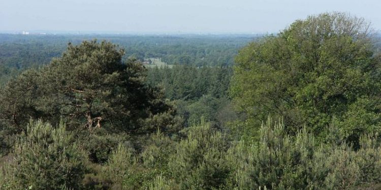 HoltensNieuws.nl Family day – Handen uit de mouwen! Family day – Handen uit de mouwen! natuurdiorama