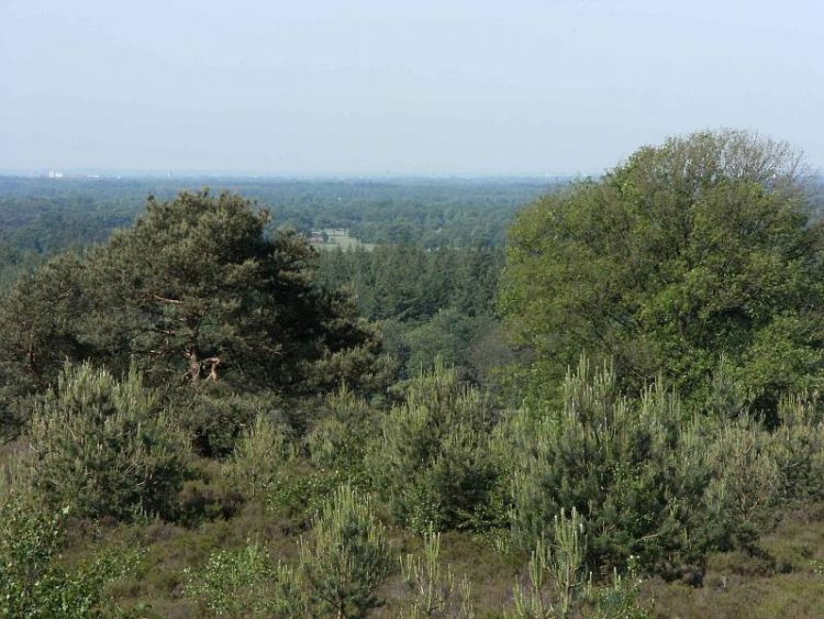 Family day – Handen uit de mouwen! natuurdiorama 