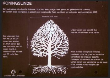 HoltensNieuws.nl Fusie socuwe en welzijn ouderen Fusie socuwe en welzijn ouderen gemeente