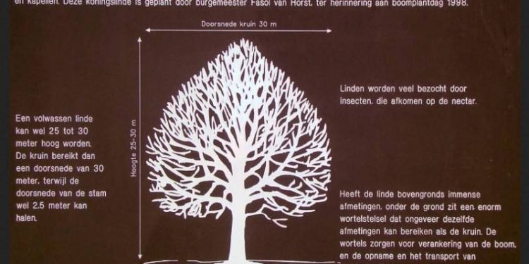 HoltensNieuws.nl Regenboog plant Koningslinde Regenboog plant Koningslinde