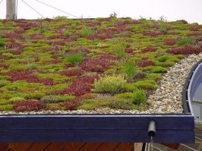 Met groendak meer rendement zonnepanelen 