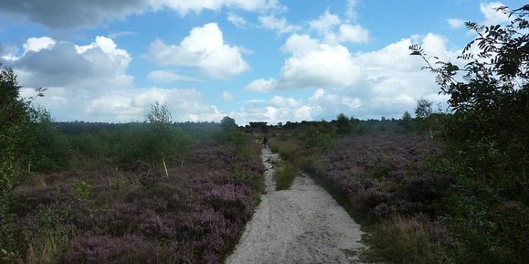 HoltensNieuws.nl Natuurkracht of Magie: inspirerende wandeling over de Holterberg Natuurkracht of Magie: inspirerende wandeling over de Holterberg natuurdiorama