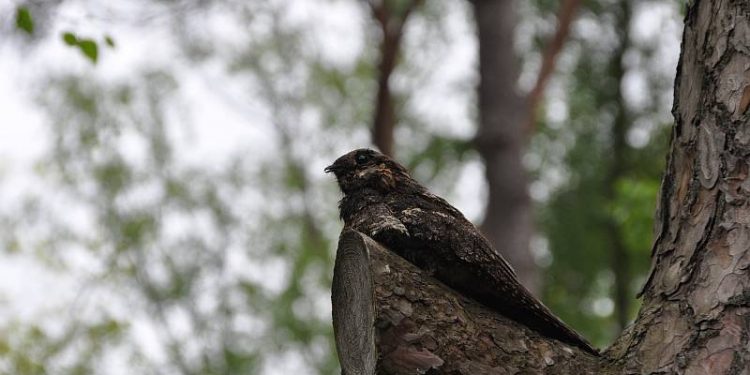 HoltensNieuws.nl Nachtzwaluwwandeltocht Nachtzwaluwwandeltocht natuurdiorama