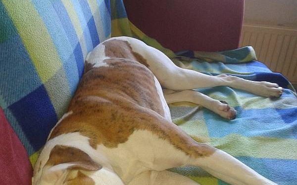 Wie heeft deze hond gezien? 