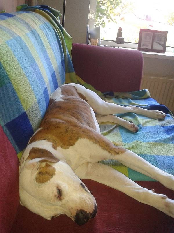 Wie heeft deze hond gezien? 