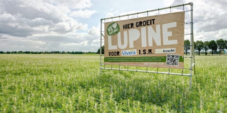 Oogst Lupine voor nieuwe 100% plantaardige vleesvervangers van Vivera 