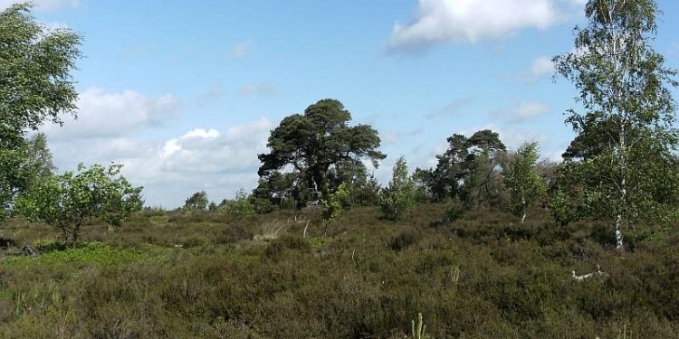 Inspirerende wandelingen over de Holterberg natuurdiorama 