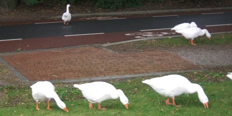 Ganzen op de weg 