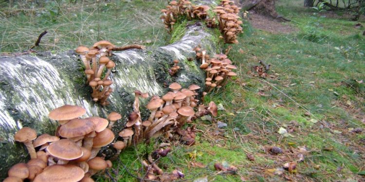Inspirerende wandelingen over de Holterberg natuurdiorama 