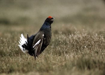 Hoog Holten blijft in de top 100 van beste terrassen sallandse heuvelrug 