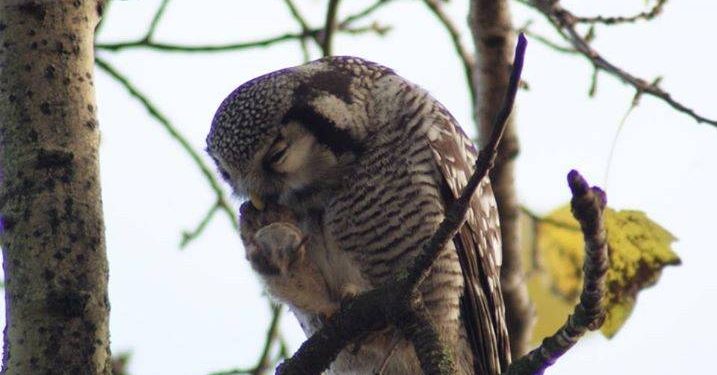 HoltensNieuws.nl Uilendag en braakballen pluizen Uilendag en braakballen pluizen natuurdiorama