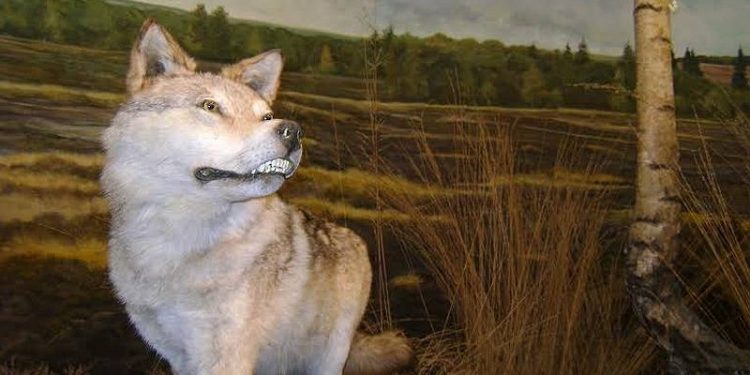 Lezing met Erwin Vermaanen natuurdiorama 