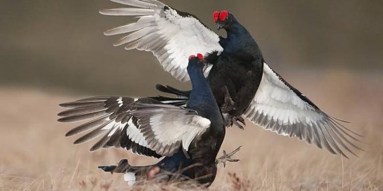 HoltensNieuws.nl Laat de Korhoenders baltsen! Laat de Korhoenders baltsen! natuurdiorama