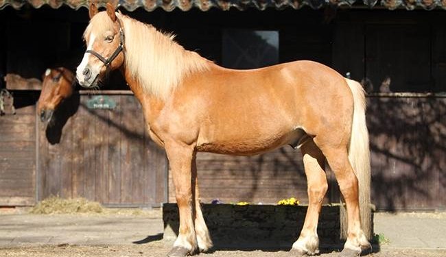 40-jarig jubileum voor manege ‘Stal de Eik’ Jubileum 