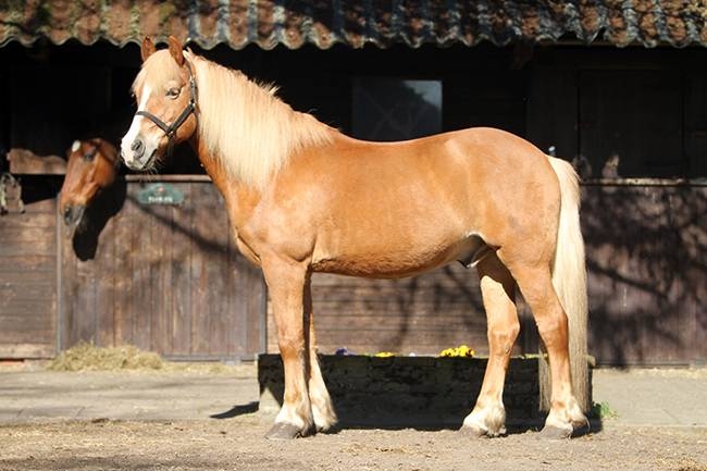 40-jarig jubileum voor manege ‘Stal de Eik’ Jubileum 