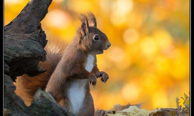 And the winner is …………. natuurdiorama 