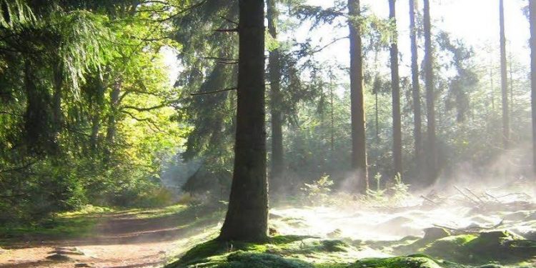 Dauwwandelen op de Holterberg natuurdiorama 