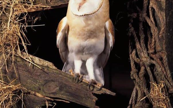 HoltensNieuws.nl Botje bij Botje in Natuurdiorama Botje bij Botje in Natuurdiorama natuurdiorama