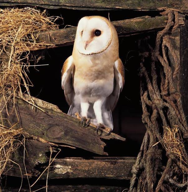 Botje bij Botje in Natuurdiorama natuurdiorama 