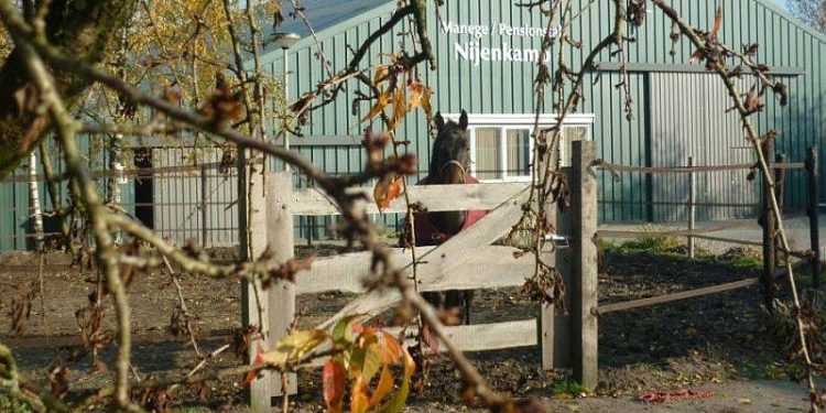 Open dag Manege Nijenkamp 