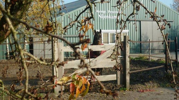 Open dag Manege Nijenkamp 