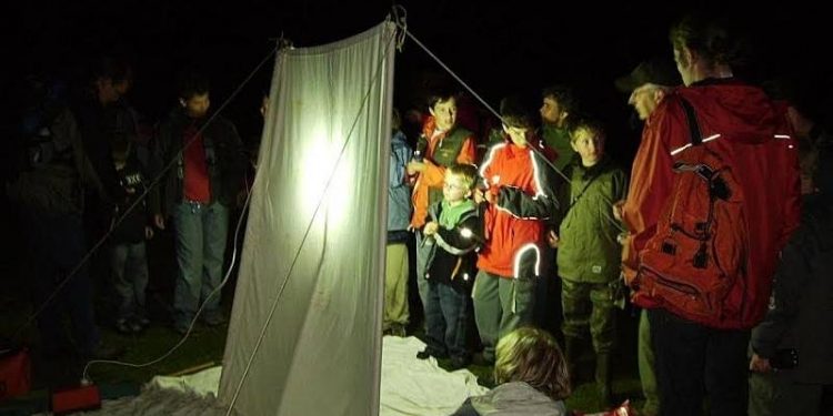 HoltensNieuws.nl Nachtvlinderexcursie op de Holterberg Nachtvlinderexcursie op de Holterberg natuurdiorama